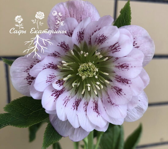 № 67   Double Strain